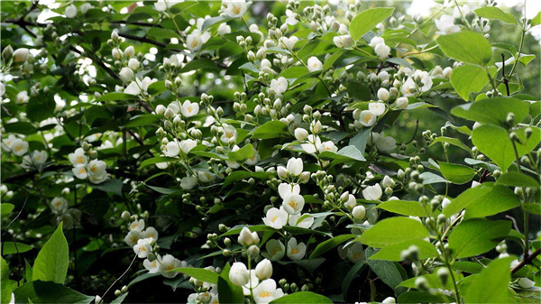 8 aromatic plant.jpg