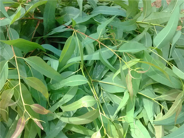 Eucalyptus Leaves (1).jpg