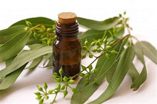 Eucalyptus Oil.jpg