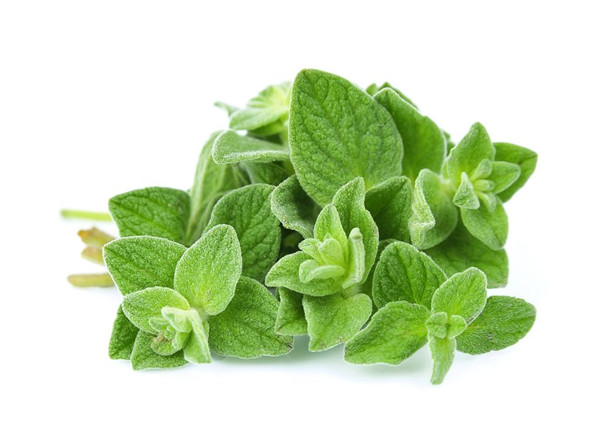 31 Oregano.jpg